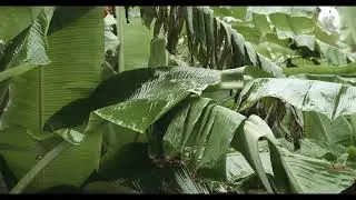 8 Hours Tropical Rainforest Sound 🌴🦥 Rain, Thunder and Birds Sounds for Sleep, Meditation and Study