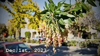 Первый День Зимы Южная Калифорния | The First Day Of Winter Burbank, California