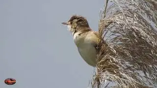 Carricero Tordal Cantando🎵🎶 (Acrocephalus arundinaceus)