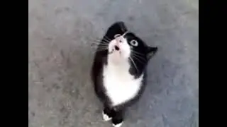 Кот орёт оригинал