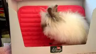 Nyla beim Hübschmachen :-)