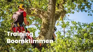 Training Boomklimmen