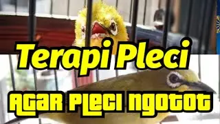 Terbukti Ngotot, Terapi Pleci Paling Jitu