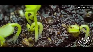 7-ҚИСМ  ЎСИМЛИКЛАР ҚАНДАЙ КЎПАЯДИЛАР