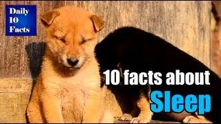 10 facts about Sleep