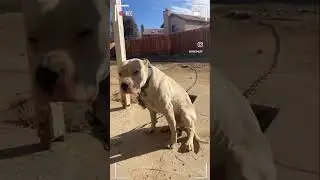 #bando4life #dogopower #bandogs #masterofallbulldogs