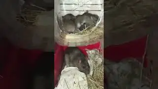 Baby rats with their mother