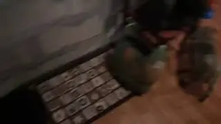 Кот и пёс выживают из дома)
