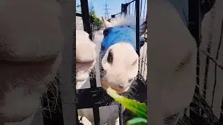 лошадь приколы