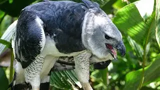 Амазонка. самый крупный Орёл на Земле