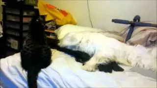 Cat vs Dog Play Fighting Guile Theme
