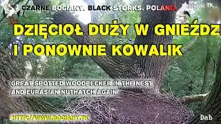 Great spotted woodpecker in the nest. Black Storks from Poland 2017.