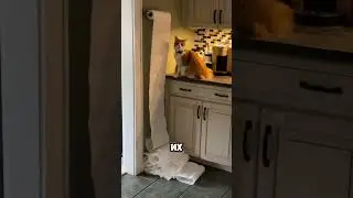 Хозяйка была в шоке 🫢🤣