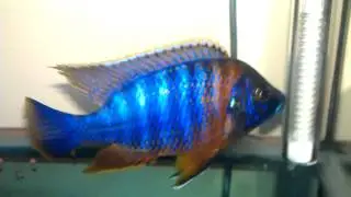 Aulonocara sp. Red Rubescens (Red Rubin)