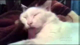 Длинный Язык