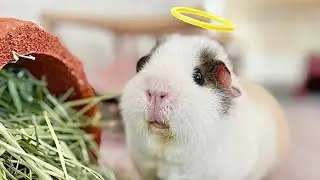 Au revoir Daisie