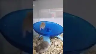 Пробежка хомяка