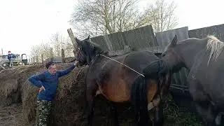 Юрик привёл опять свою кобылицу к нашему жеребцу