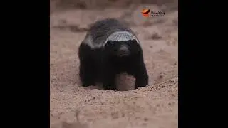 Honey Badger isn't amused. #wildlife #africansafari #animals #fierceandfearless #krugerparksafari