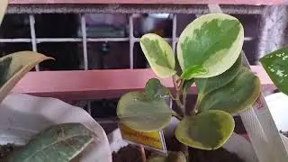 Variegated Peperominia