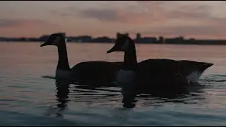 Sunset, Pleasure Bay | Kinefinity Terra 4k