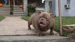 SUPER CUTE MALE NANO BULLY