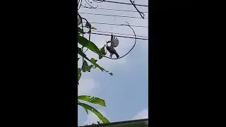 burung pipit kena sarang laba laba , little Bird traped on spider web , free