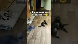 Кот Оскар и "нервов у меня осталось мало" 😶‍🌫 #cat #кот #котка #оскар