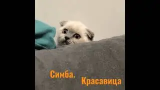🐈 Симба