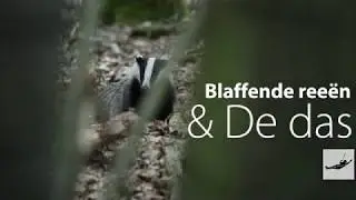 Blaffende reeën & de Das