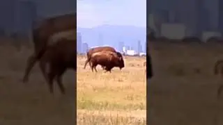 Bison/ bisao #nature #animals #wildlife #coloradowildlife