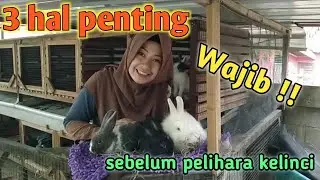 3 persiapan penting merawat kelinci