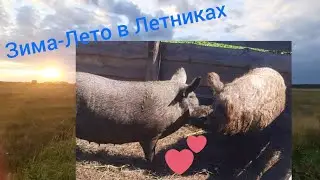 ОХОТА или не ОХОТА!? КАК 