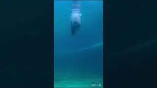 Московский зоопарк