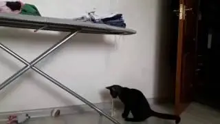 Смешное видео про кошек: Кот спортсмен😊Неудачная попытка подтянутья