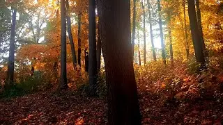 🍂 Красивая и Печальная Золотая Осень и Релакс Музыка