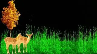 Black screen Tree Deer 🦌 Effect Full HD 