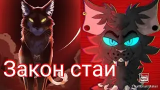 Коты воители. Клип Сол и Бич по заказу канала Сол КВ-Закон  стаи