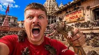 I Wasn’t Ready for India’s Rat Temple 