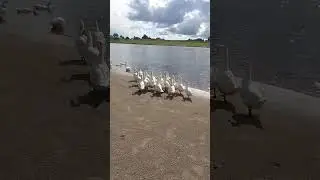 #лето#деревня#гуси