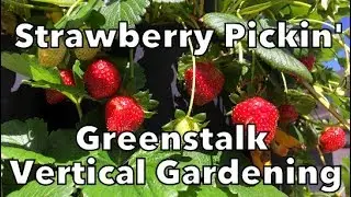 Picking Strawberries from the Greenstalk Vertical Garden Tower