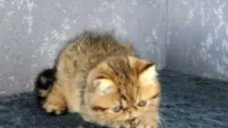 Brown Mac Tabby Exo Male, November 10, 2009