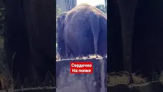 сердечко на попке 