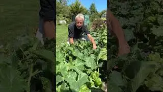 Outdoor cucumbers, no pruning no support