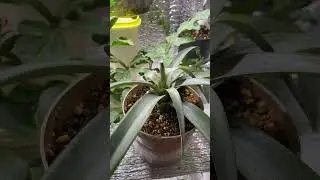 Ананасы в домашних условиях!!!