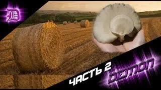 Growing oyster mushrooms from the ground part 2