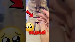🐱 Почему кошка думает что у тебя выросли когти? 