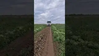 Погрузка 🍉🚛