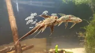 sturisoma panamense