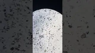 Wildfire Ash/Soot Under Microscope 